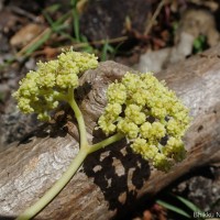 Gyrocarpus americanus Jacq.
